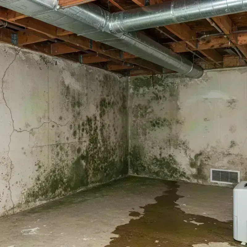 Professional Mold Removal in Princeton, IL